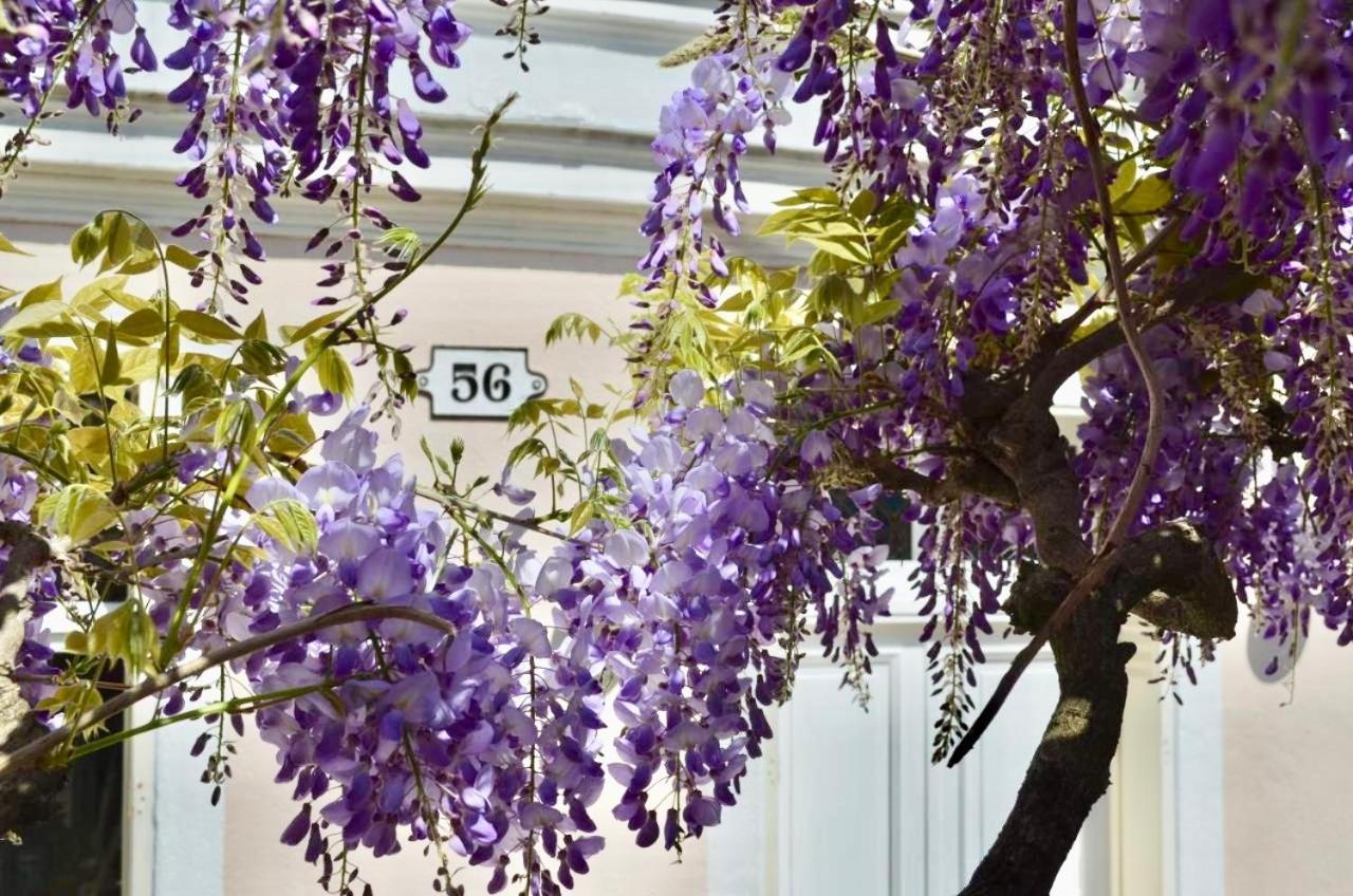 Wisteria Bed & Breakfast Fontainebleau Eksteriør bilde