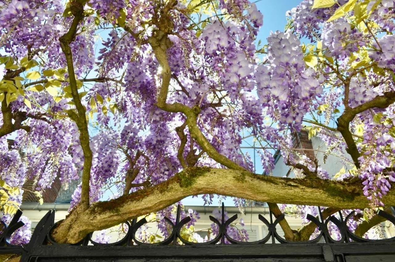 Wisteria Bed & Breakfast Fontainebleau Eksteriør bilde