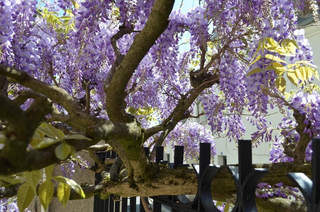 Wisteria Bed & Breakfast Fontainebleau Eksteriør bilde