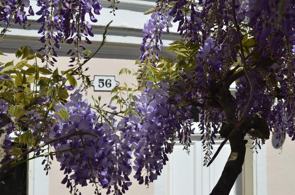 Wisteria Bed & Breakfast Fontainebleau Eksteriør bilde